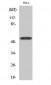 GRASP55 Polyclonal Antibody